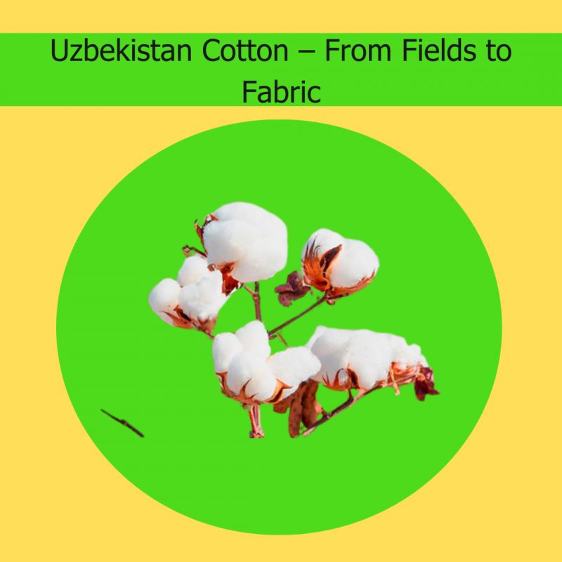High-Quality Uzbekistan Cotton for Global 